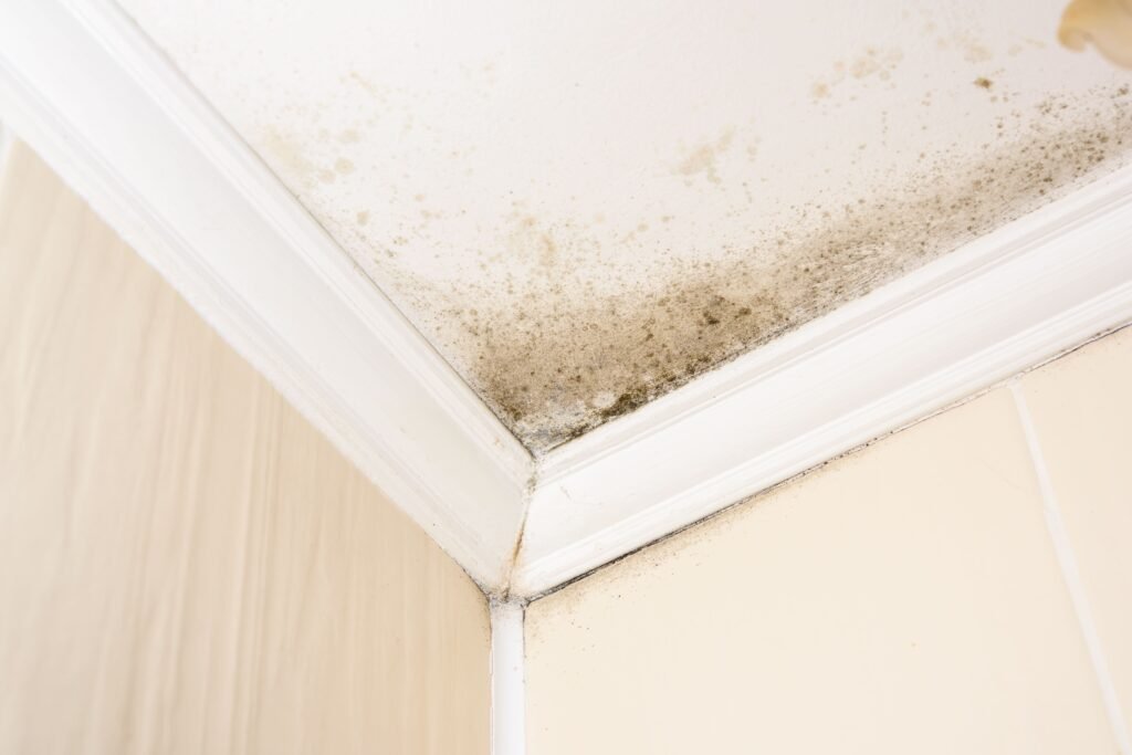 Cleaning Habits That Help Prevent Mold and Mildew